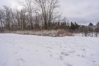 Canadian Landscape at Dawn: Snow Covered Road