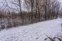 the view of the trail from near trees and snow covered ground in wintertime, with snow around a person on skis