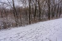 the view of the trail from near trees and snow covered ground in wintertime, with snow around a person on skis