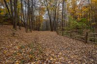 Canadian Landscape: Dirt Road and Asphalt Forest