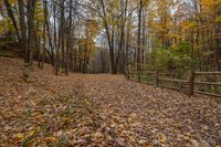 Canadian Landscape: Dirt Road and Asphalt Forest