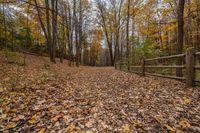 Canadian Landscape: Dirt Road and Asphalt Forest