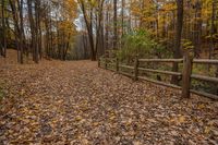 Canadian Landscape: Dirt Road and Asphalt Forest