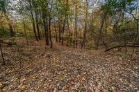 Canadian Landscape: Dirt Road in Ontario