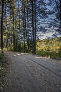 a dirt road through a wooded area near a large grassy area and trees at dusk