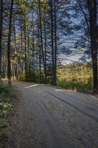 a dirt road through a wooded area near a large grassy area and trees at dusk