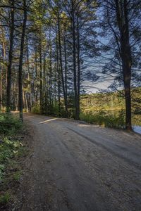 a dirt road through a wooded area near a large grassy area and trees at dusk