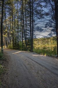 a dirt road through a wooded area near a large grassy area and trees at dusk