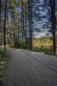 a dirt road through a wooded area near a large grassy area and trees at dusk