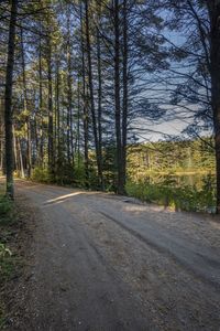 a dirt road through a wooded area near a large grassy area and trees at dusk