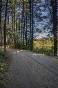 a dirt road through a wooded area near a large grassy area and trees at dusk