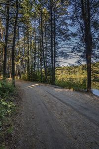 a dirt road through a wooded area near a large grassy area and trees at dusk