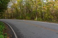 an empty road in the forest with no leaves on the ground and trees lined up with yellow leaves