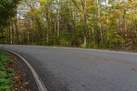 an empty road in the forest with no leaves on the ground and trees lined up with yellow leaves