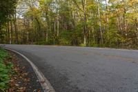 an empty road in the forest with no leaves on the ground and trees lined up with yellow leaves