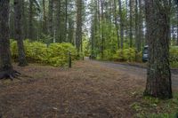 Canadian Landscape: Forest, Water, and Wet Ground