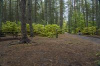 Canadian Landscape: Forest, Water, and Wet Ground