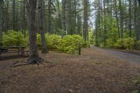 Canadian Landscape: Forest, Water, and Wet Ground