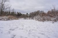 a view of snow covered ground and trees and shrubs with some skis on it