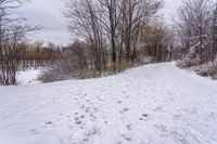 a person on a snow board on snow covered ground and trees with no leaves in sight