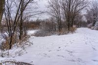 a person on a snow board on snow covered ground and trees with no leaves in sight