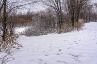 a person on a snow board on snow covered ground and trees with no leaves in sight