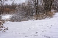 a person on a snow board on snow covered ground and trees with no leaves in sight