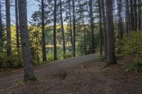 a road going through a forest in the woods with lots of pine trees next to it