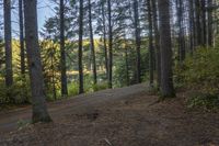 a road going through a forest in the woods with lots of pine trees next to it