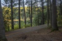 a road going through a forest in the woods with lots of pine trees next to it