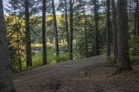 a road going through a forest in the woods with lots of pine trees next to it