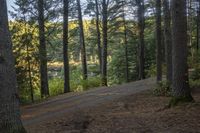 a road going through a forest in the woods with lots of pine trees next to it