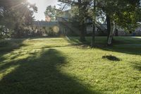 a green lawn with some trees and sunlight shining through the trees to its left and into the yard, with the grass in the foreground is green and a lawn below