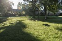 a green lawn with some trees and sunlight shining through the trees to its left and into the yard, with the grass in the foreground is green and a lawn below