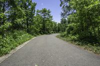 Canadian Landscape with Lush Vegetation and Trees