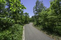 Canadian Landscape with Lush Vegetation and Trees 004