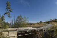 Canadian Landscape: Nature's Forest