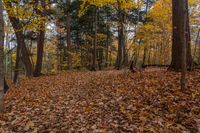 Canadian Landscape: Exploring Nature in Toronto