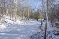 Canadian Landscape in Ontario Forest