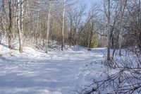 Canadian Landscape in Ontario Forest