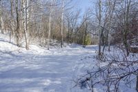 Canadian Landscape in Ontario Forest