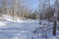 Canadian Landscape in Ontario Forest