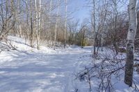 Canadian Landscape in Ontario Forest