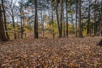 leaves on the ground of a wooded area near a forest line in the background are many trees