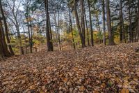 leaves on the ground of a wooded area near a forest line in the background are many trees