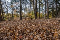 leaves on the ground of a wooded area near a forest line in the background are many trees