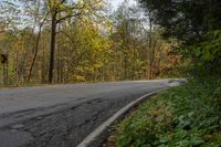 Canadian Landscape: Road through Tree Forest 002