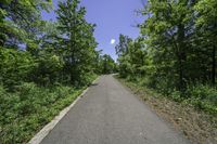 Canadian Landscape: A Road Paved with Trees and Lush Greenery