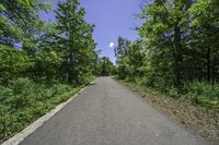 Canadian Landscape: A Road Paved with Trees and Lush Greenery