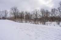 Canadian Landscape: Snow Covered Forest 001